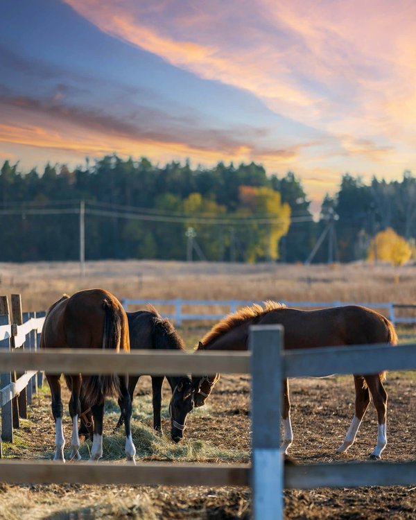 ¿Pueden los algoritmos contribuir a una sociedad más justa?